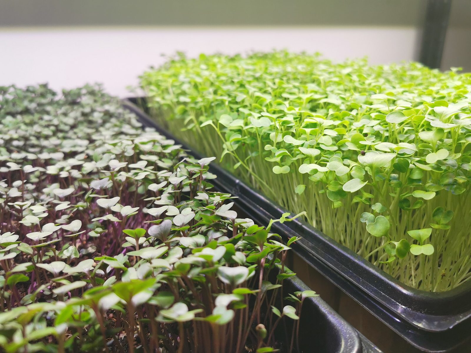 Two black trays of broccoli and red-stemmed microgreens growing under a light