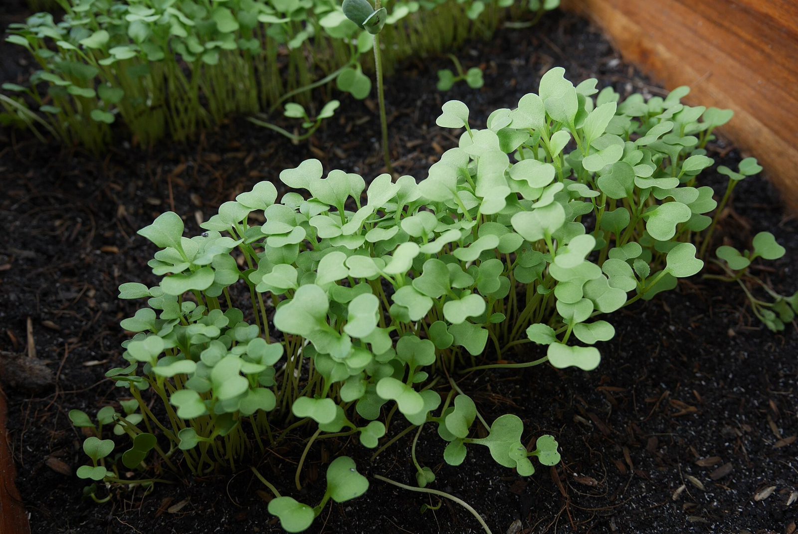 Microgreens in a tray after two weeks of growth, ready to cut