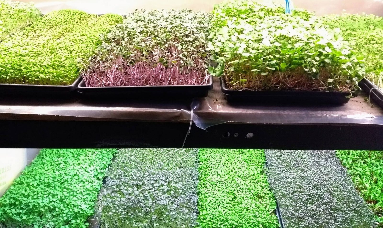 Trays of different microgreens on shelves, from pale green to purple-stemmed to deep green