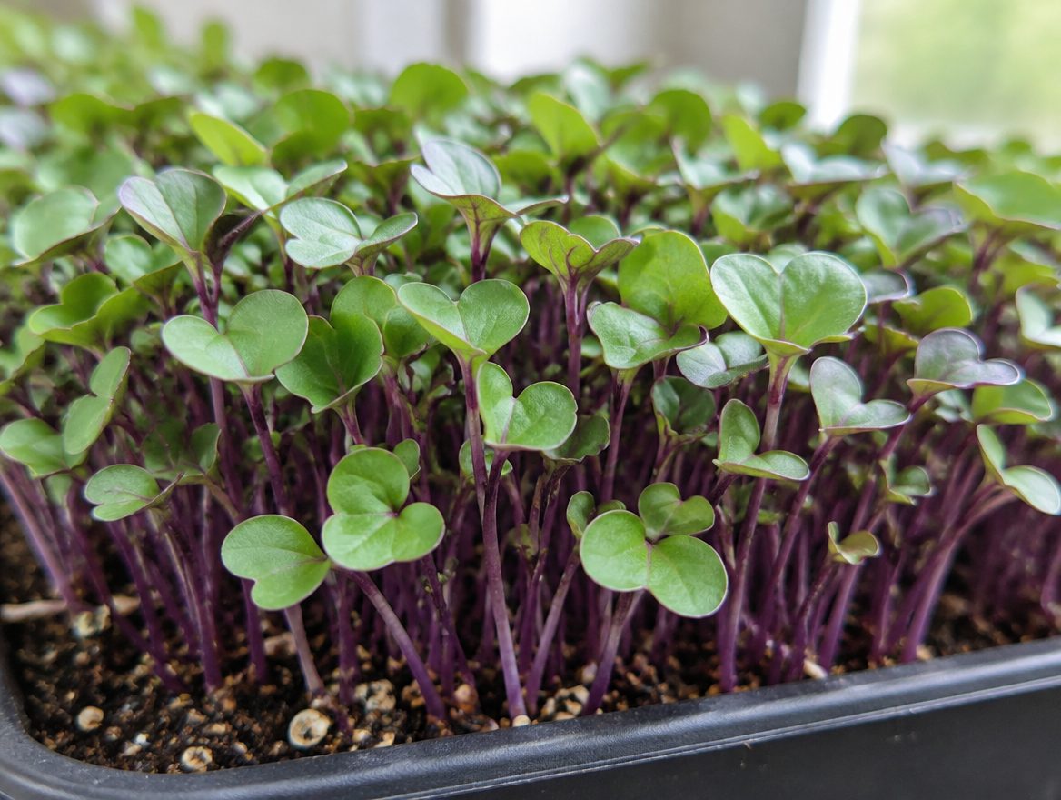 A tray of fresh kohlrabi microgreens