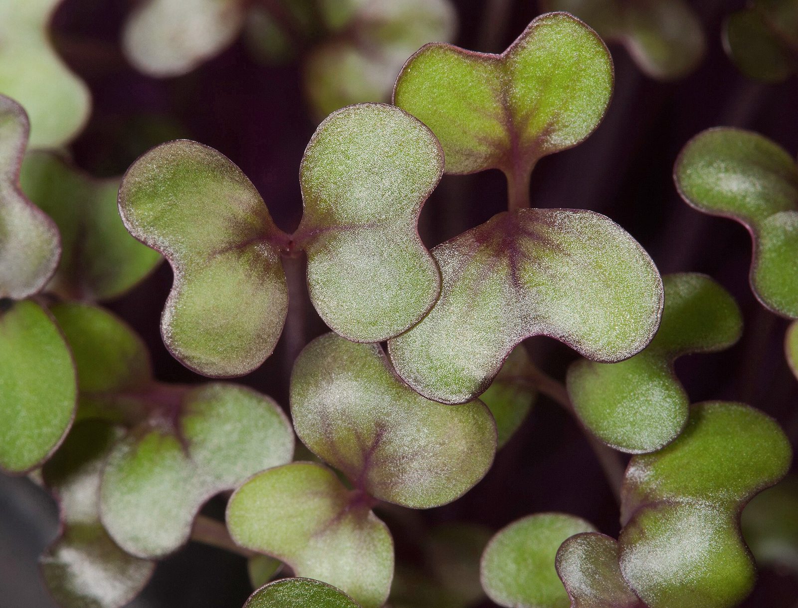 Red cabbage microgreens with purple stems and small green leaves