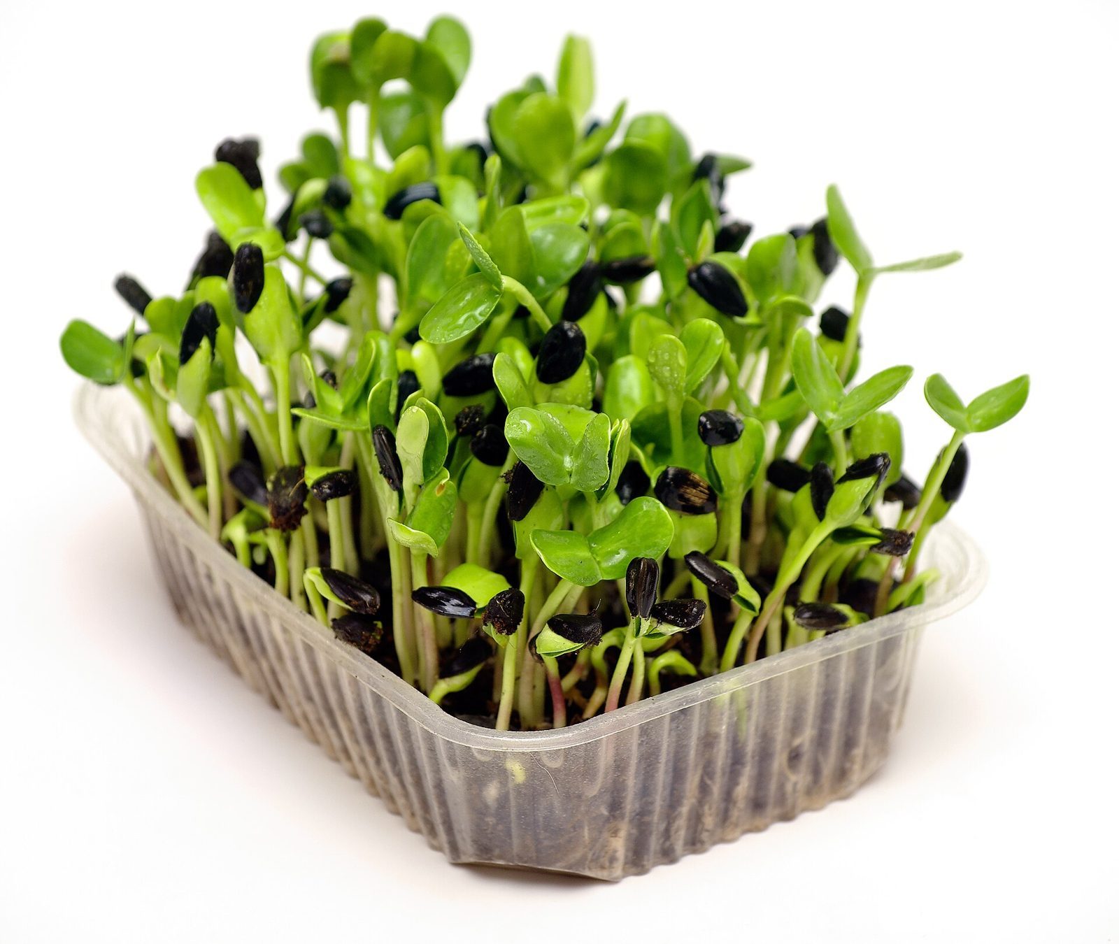 Sunflower microgreens growing in a tray with green leaves and pale stems